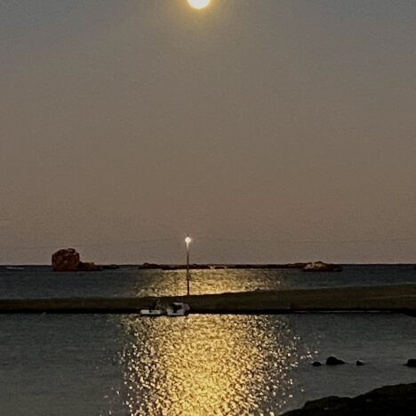 わんこと一緒に水仙祭り