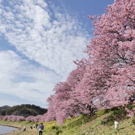 猫ちゃんも一緒に泊まる温泉宿晴レ屋