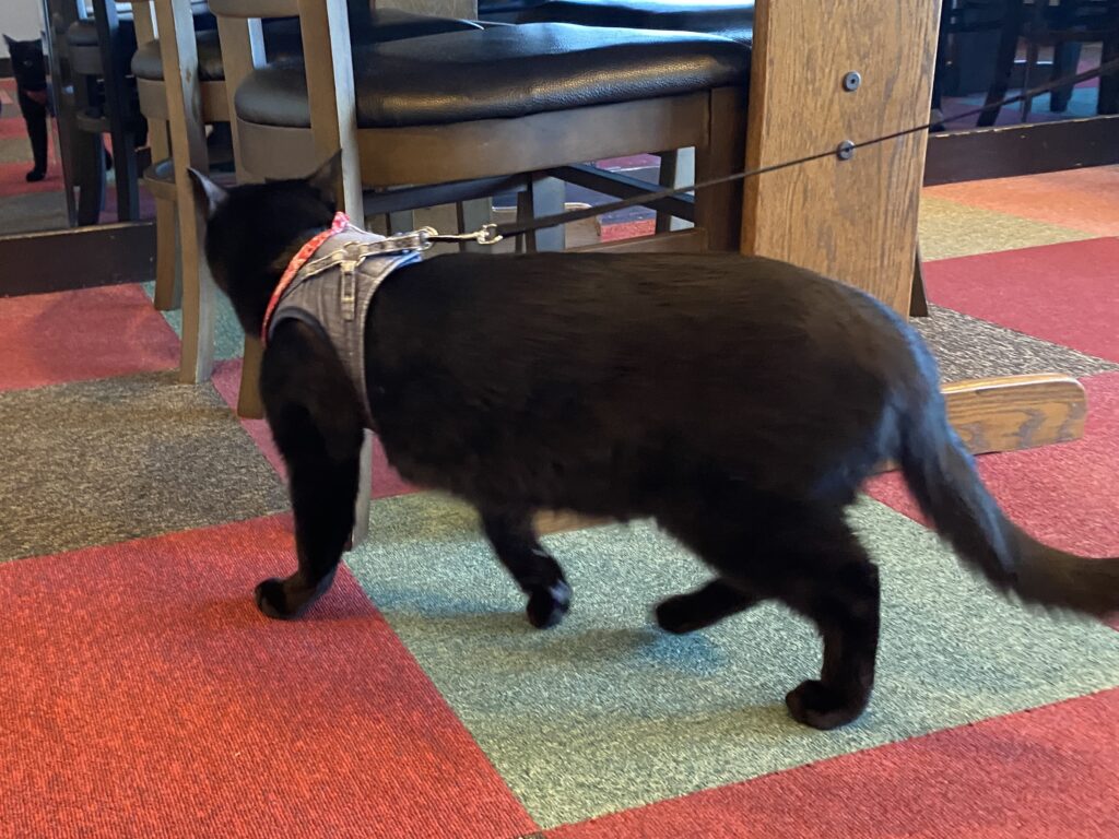 ダイニングでトコトコ猫ちゃん