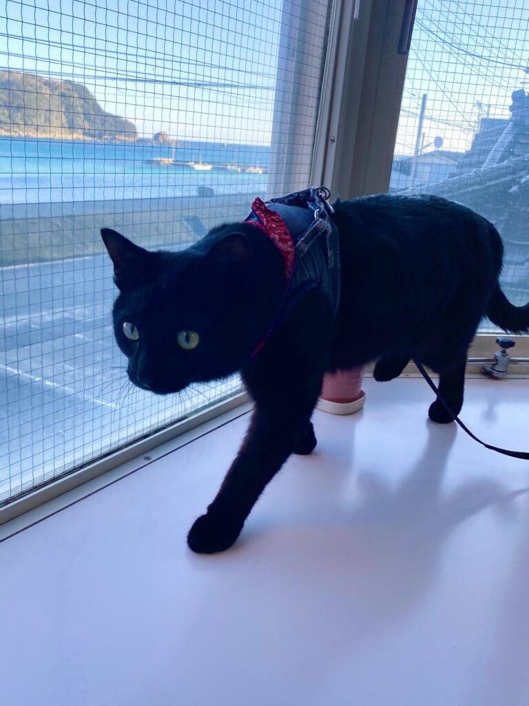 窓際で猫ちゃんと海