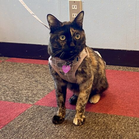 【伊豆】今が見頃！土肥桜祭りへ行ってきました