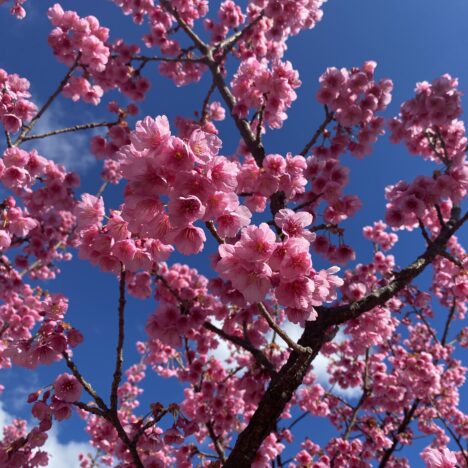 【伊豆・土肥】生命の神秘を感じるパワースポット、土肥神社を訪ねて