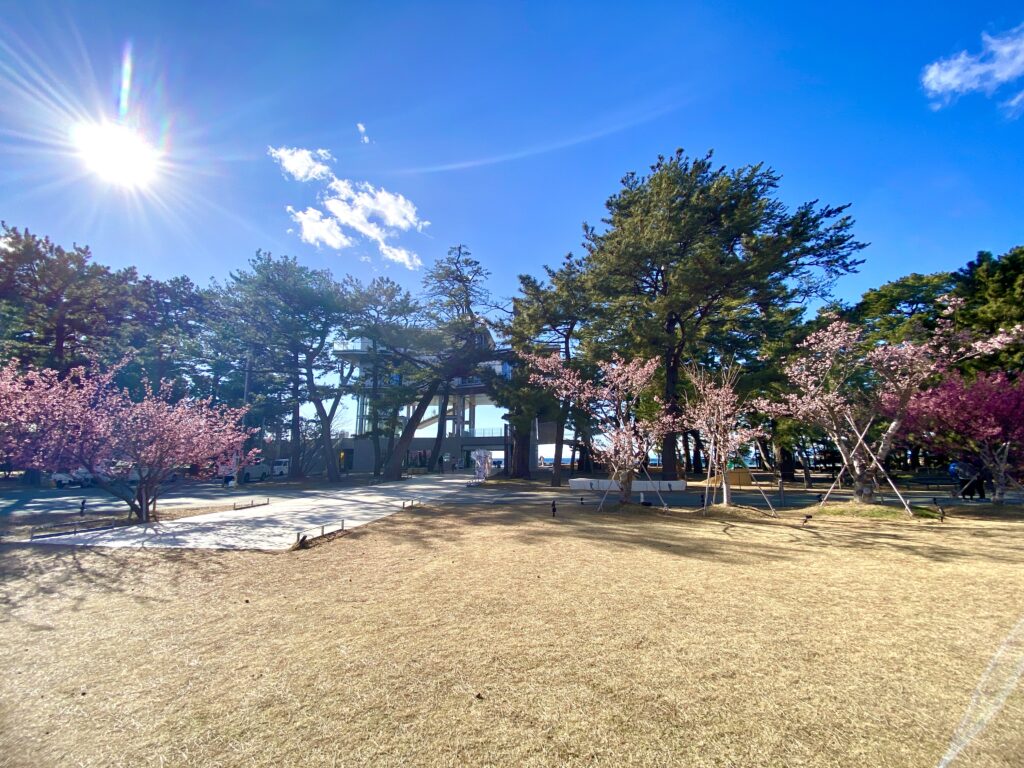 桜と公園