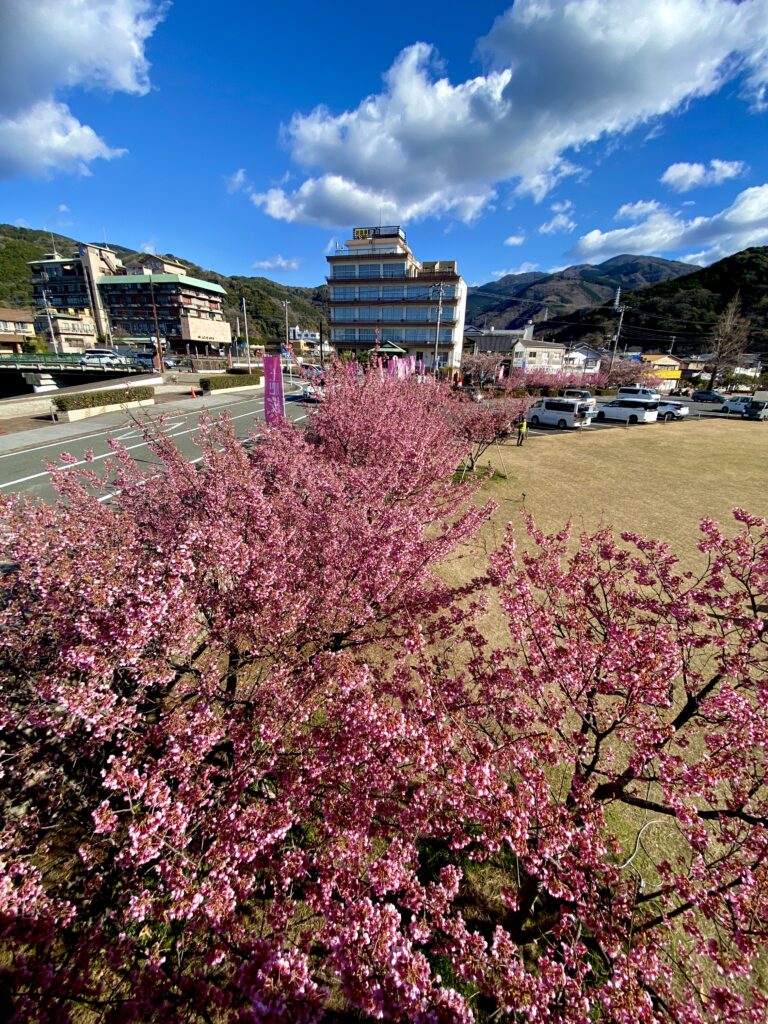 土肥桜と公園