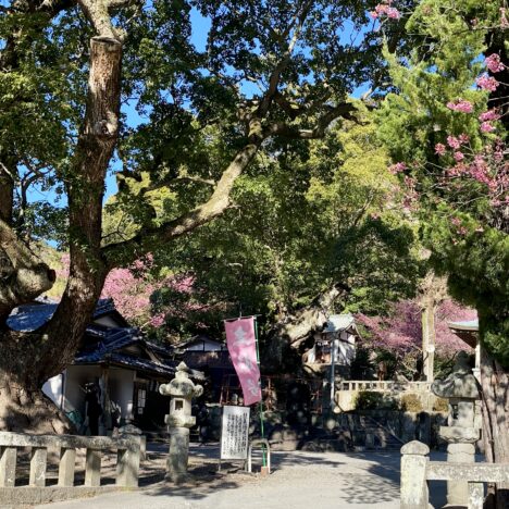 桜まつり2026河津開花情報