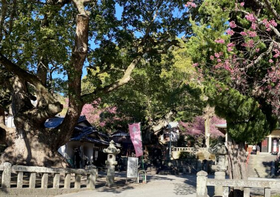 土肥神社と桜