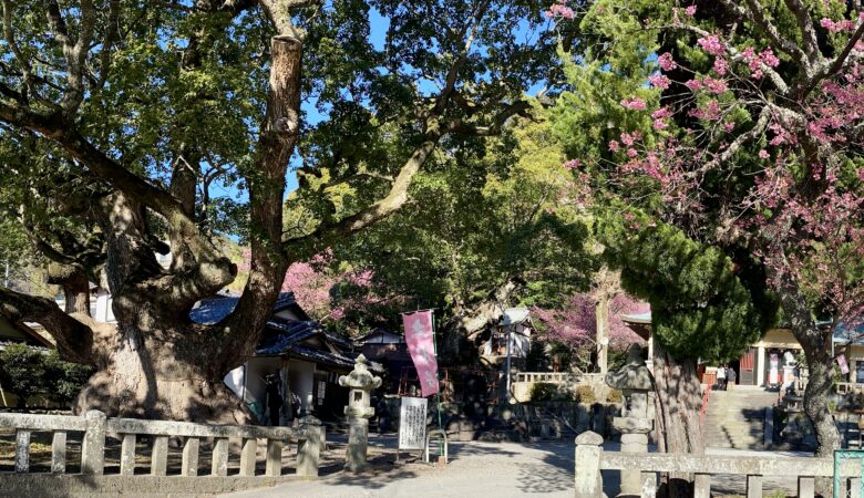 土肥神社と桜