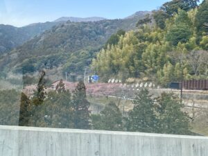 静岡県伊豆桜まつり，河津