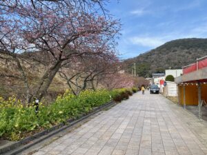 河津桜まつり準備