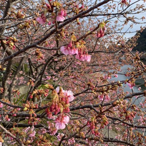 夜桜とイルミネーション！愛犬と楽しむ「みなみの桜」夜桜ライトアップ