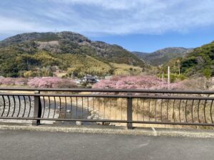 静岡県河津桜まつり
