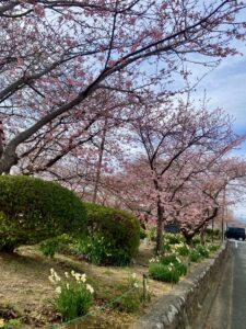 静岡県伊豆，河津桜まつり会場