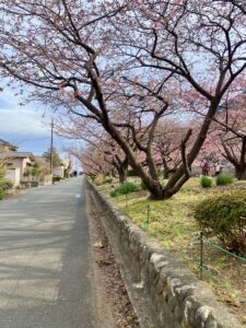 河津,桜まつり会場