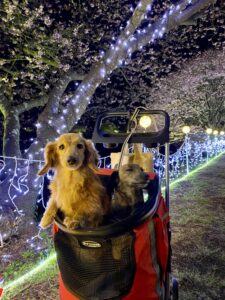 わんちゃんとイルミネーション