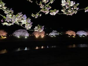 夜桜が素敵