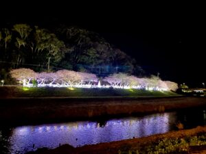 青野川にうつる桜が綺麗